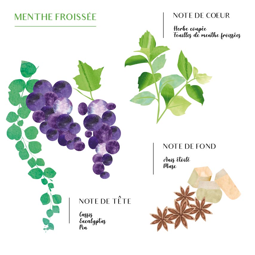 Diffuseur bâtonnet Menthe & Thé 200ml